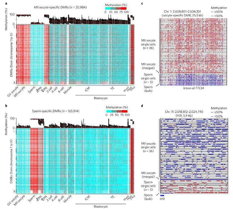 Fig. 3. Characterization of differentially methylated regions specific to gametes. (Zhu et al., Single-cell DNA methylome sequencing of human preimplantation embryos, 2018)