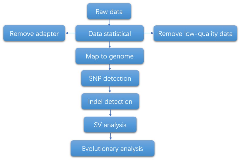 The Data Analysis Pipeline of Single-Cell DNA Sequencing.