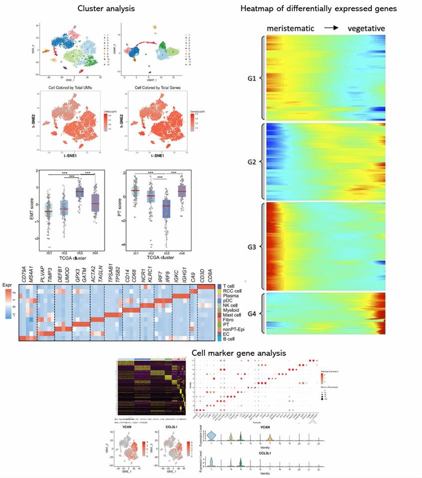 The Single-Cell DNA Sequencing Results Display Figure.