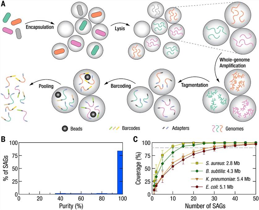 Fig. 1. Illustration depicting the workflow of Microbe-seq and its utilization in a community comprising identified bacterial strains. (Zheng et al., High-throughput, single-microbe genomics with strain resolution, applied to a human gut microbiome, 2022)