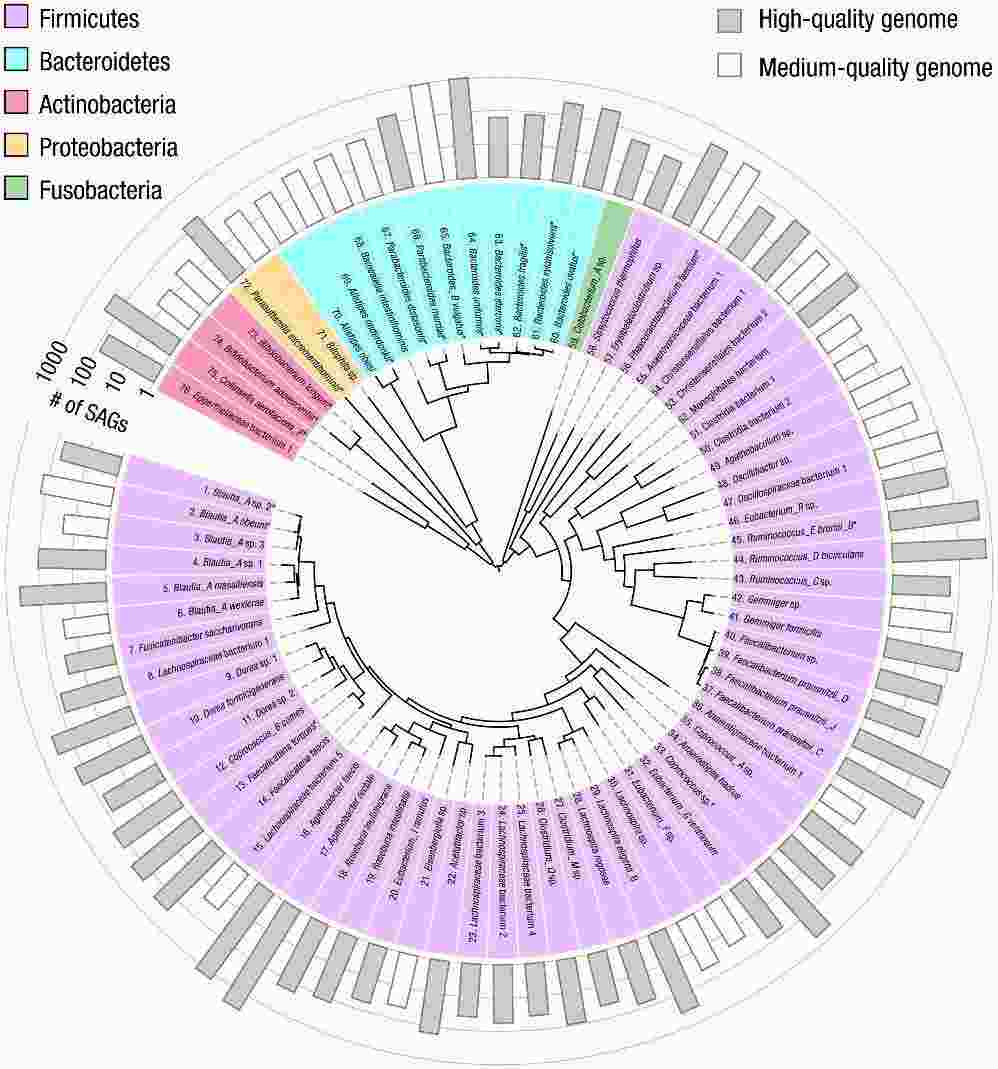 Fig. 2. Aggregated genomes of 76 bacterial species detected in the gut microbiome of a solitary human contributor. (Zheng et al., High-throughput, single-microbe genomics with strain resolution, applied to a human gut microbiome, 2022)