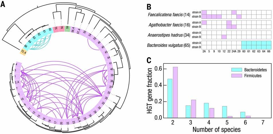 Fig. 4. Horizontal gene transfer (HGT) events occurring among bacterial strains within the gut microbiome of an individual donor. (Zheng et al., High-throughput, single-microbe genomics with strain resolution, applied to a human gut microbiome, 2022)