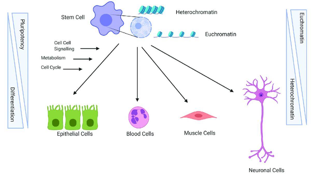 Single-Cell Genome Sequencing Explores Cellular Differentiation and Development