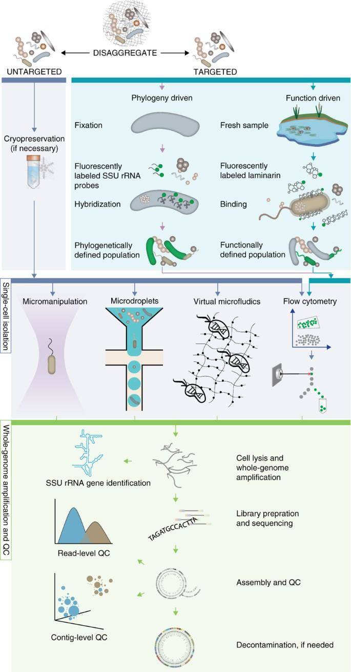 Single-cell sequencing and analysis workflow for standard (untargeted) and targeted single-cell sequencing approaches. (Woyke et al., 2017)