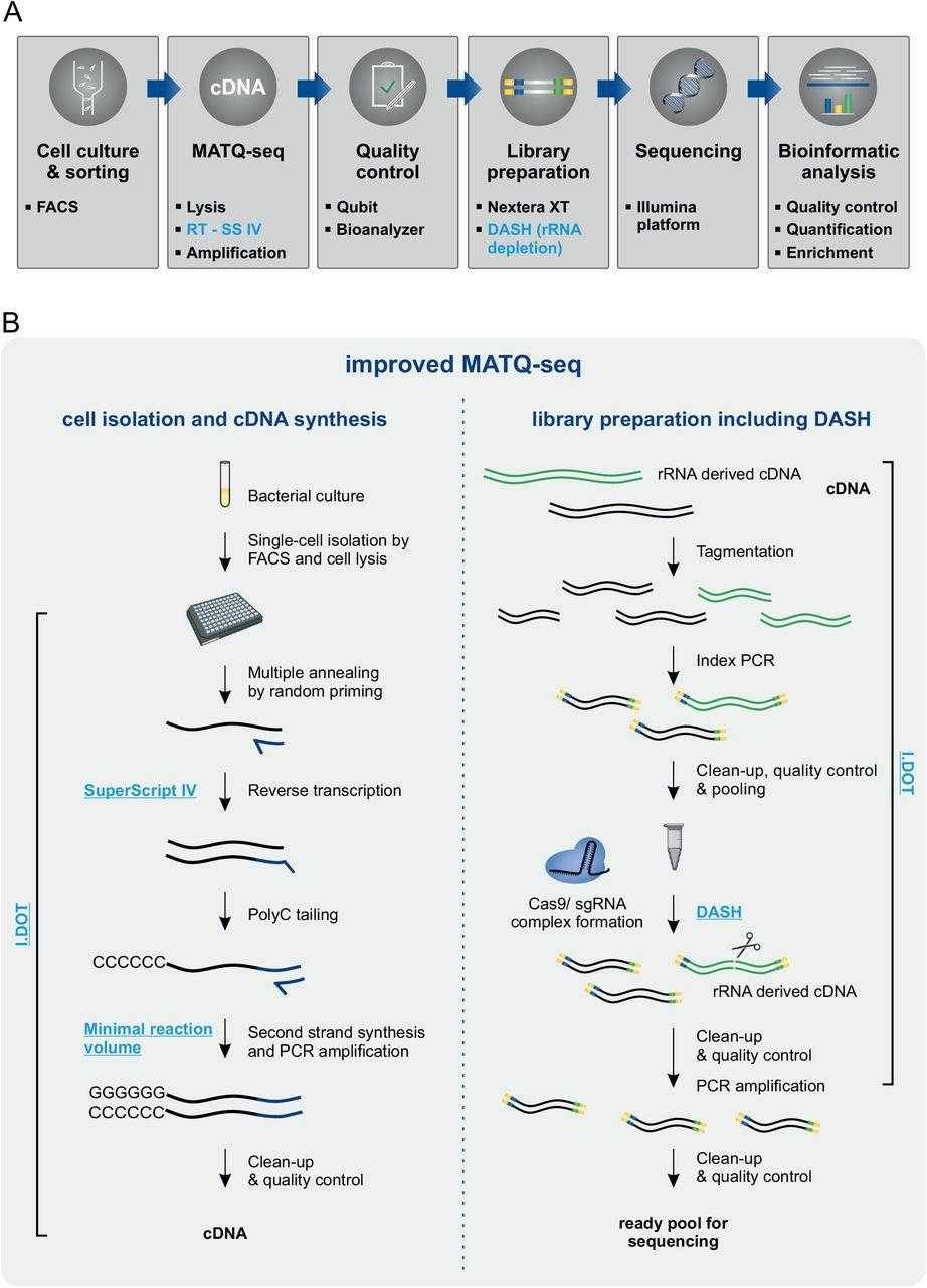 Bacterial Single-cell RNA Sequencing