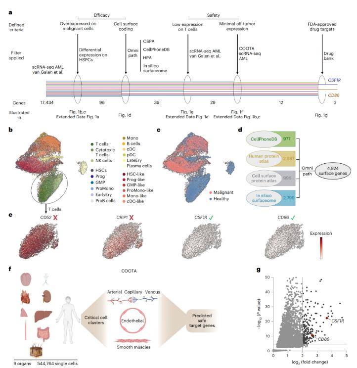 A scRNA-seq-based screening approach identifies CSF1R and CD86 as potential CAR targets in AML.