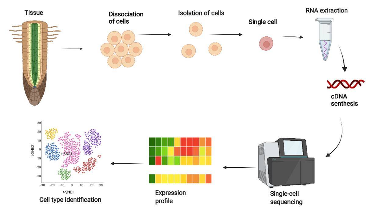 Single-Cell Sequencing in Stress Research