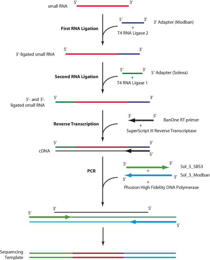 Small RNA library preparation (Valérie Gausson et al,. 2011)