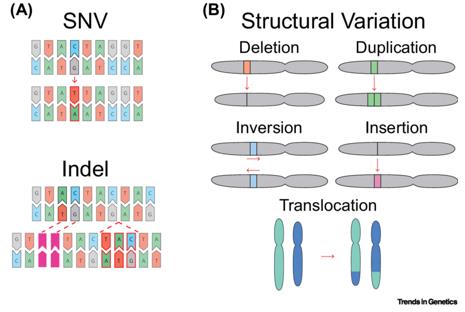 Types of Genetic Variation. (Nesta et al., 2021)