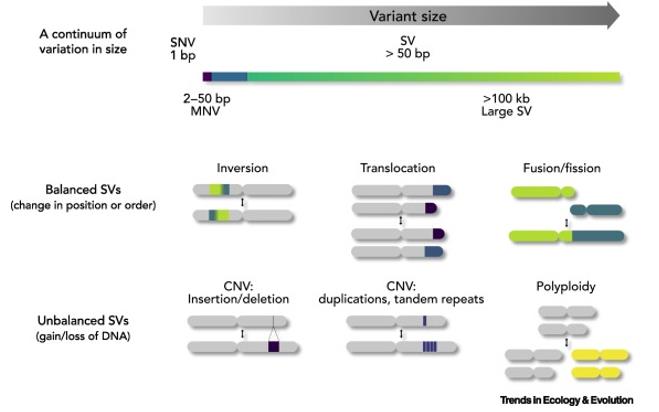 SNP and CNV. (Mérot et al., 2020)