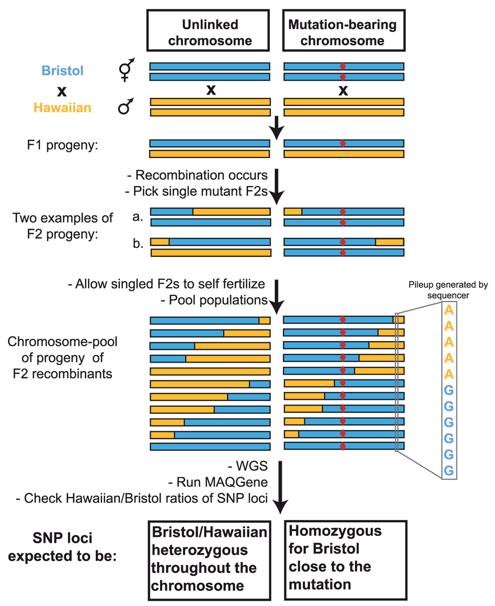 Principle of the WGS-SNP strategy. (Doitsidou et al., 2010)