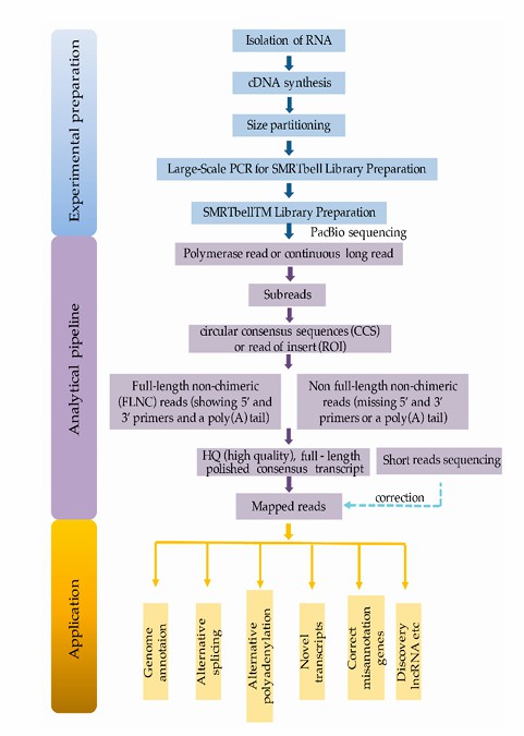 Shematic workflow of Iso-Seq (An et al., 2018)