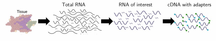 RNA extraction methods (Griffith et al., 2015)