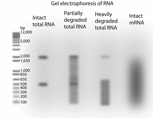 Quality assessment of RNA (Griffith et al., 2015)