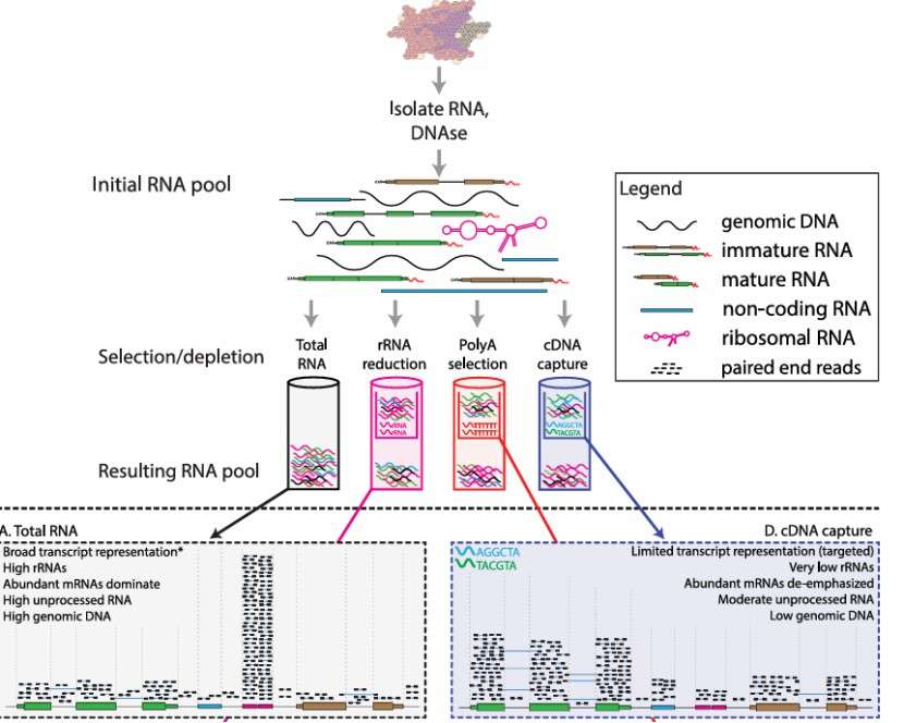 cDNA synthesis methods (Griffith et al., 2015)