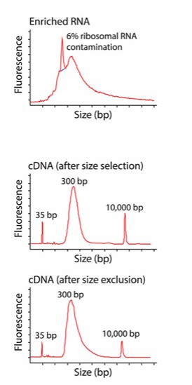 Quality assessment of cDNA (Griffith et al., 2015)