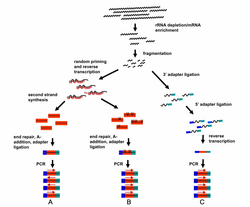Library construction methods of RNA and cDNA (Erwin et al., 2014)