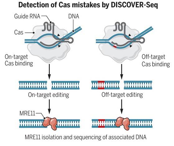 Summary of CRISPR-Cas9 off-target Detection Methods