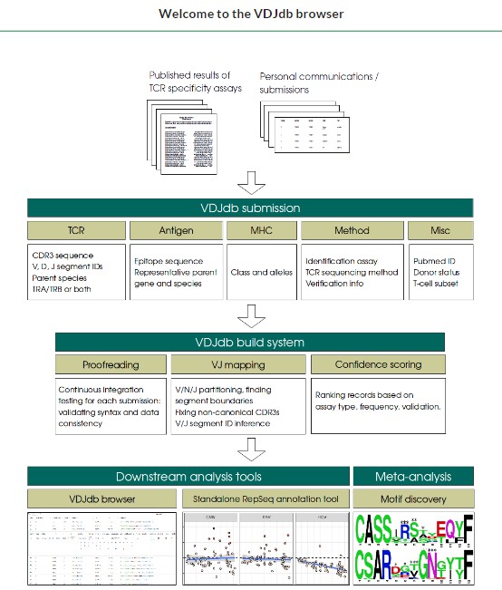VDJdb database 