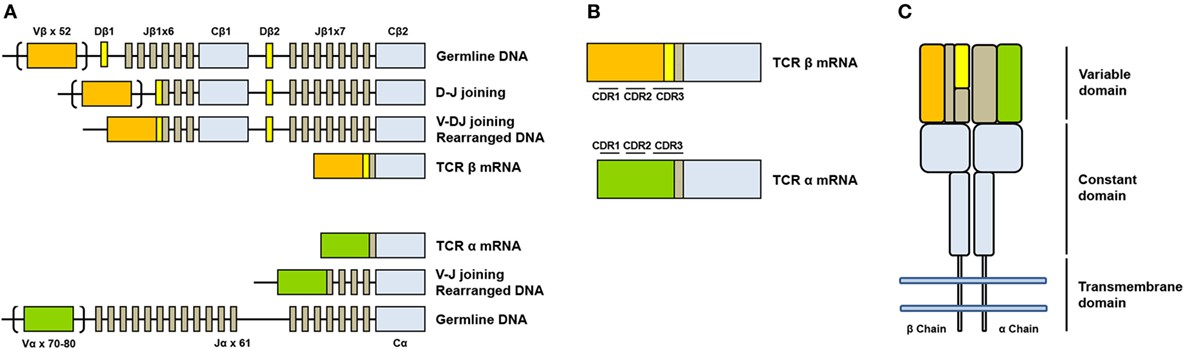 The Most Comprehensive Overview of T-cell Receptor Sequencing: Applications & Techniques