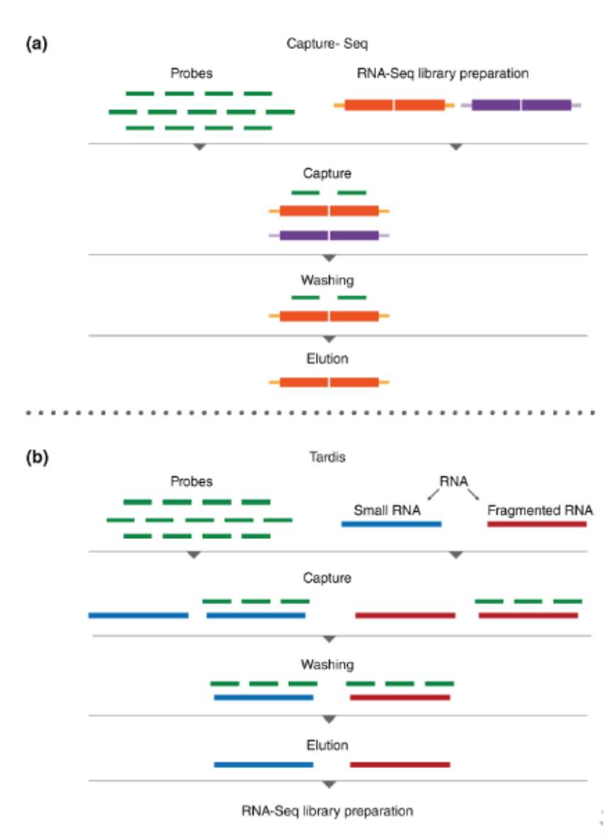 Targeted RNA-Seq method by target capture (Hrdlickova et al., 2016)