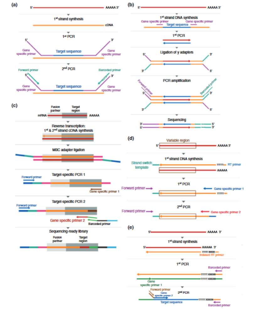 Targeted RNA-Seq combined with amplicon sequencing (Hrdlickova et al., 2016)