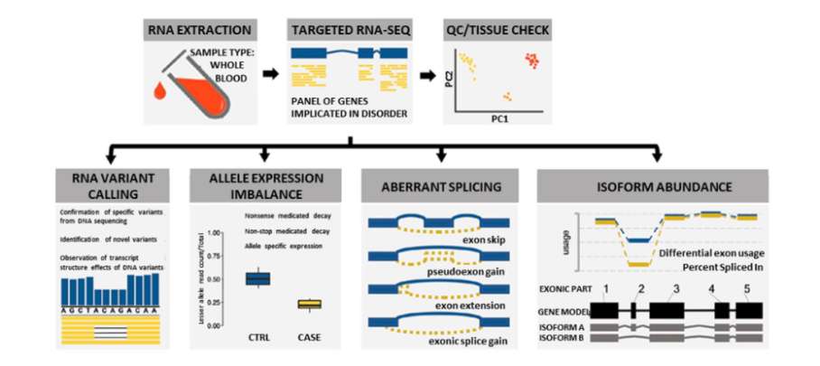 Overview of approach used to analyze RNA to diagnose dysferlinopathy (Rufibach et al., 2023)
