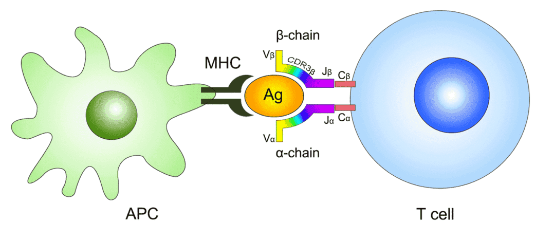 The function and composition of T-cell Receptor