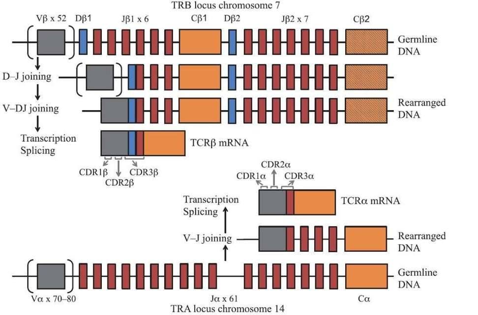 The function and composition of T-cell Receptor