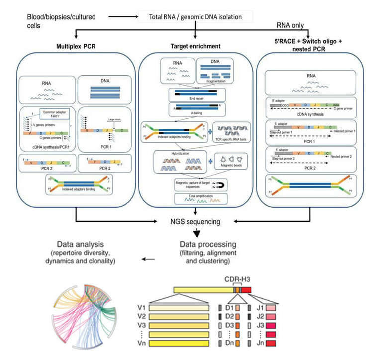 Schematics of steps for TCR-seq