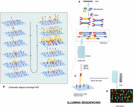 The procedure of Illumina sequencing. (Zhang, Lu, et al., 2021)