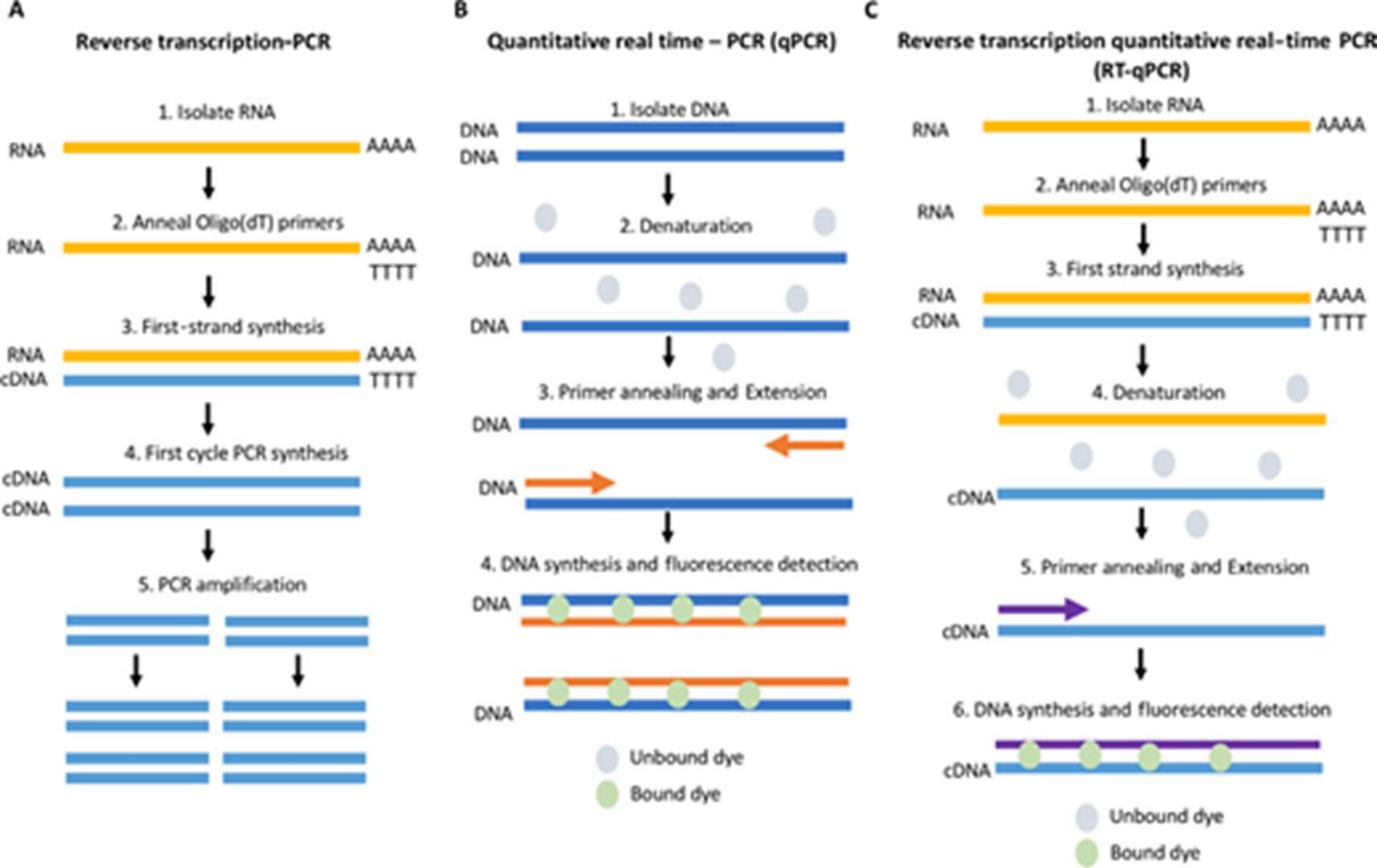 Diagram contrasting RT-PCR, qPCR, and RT-qPCR methods. (Adams, Grace, 2020)