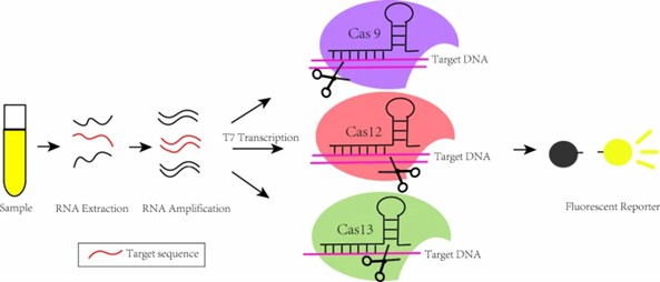 Detection platform based on CRISPR/Cas9, CRISPR/Cas12, and CRISPR/Cas13 mechanisms. (Lou, et al., 2022)