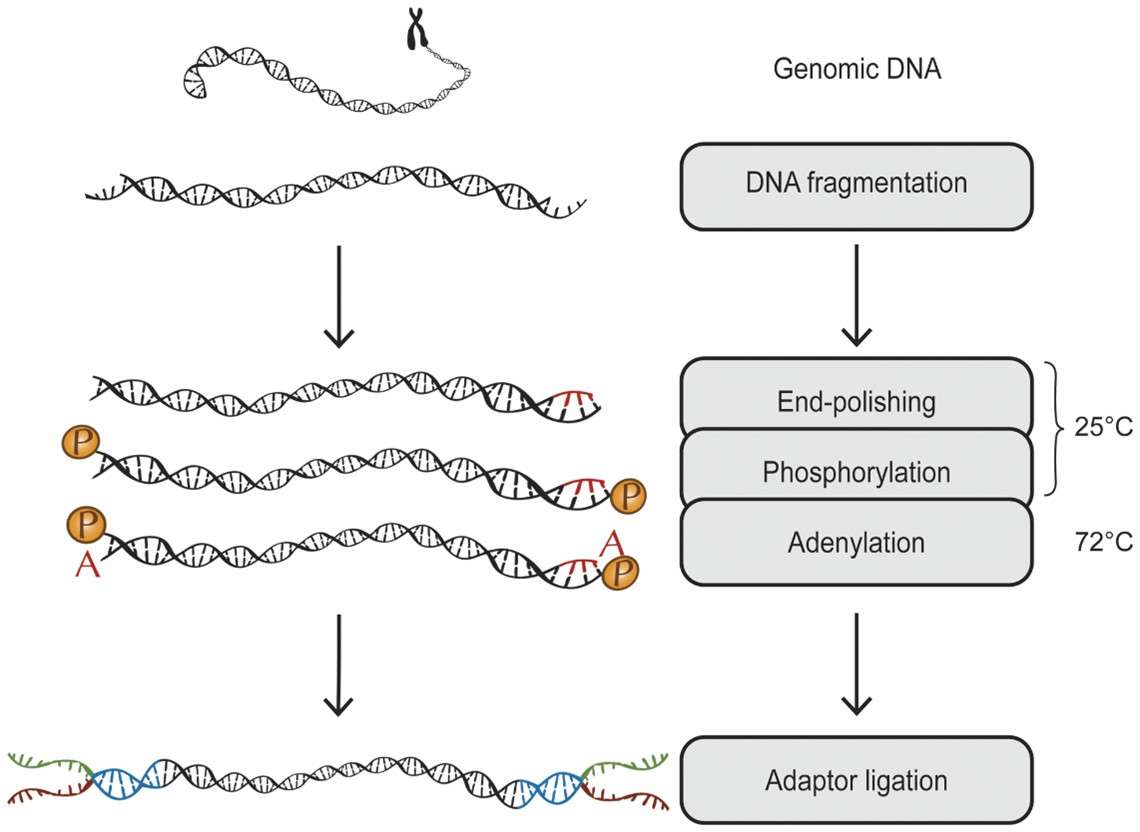 A diagrammatic overview of the process: genomic DNA is fragmented, end-repaired, phosphorylated, and adenylated in a single reaction. (Neiman, Mårten, et al., 2012)