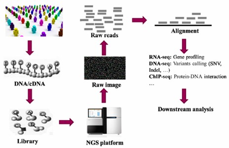 A concise flowchart of genetic research using next-generation sequencing (NGS). (Ye, Hao, et al., 2015)