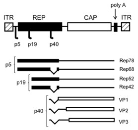 AAV structure.