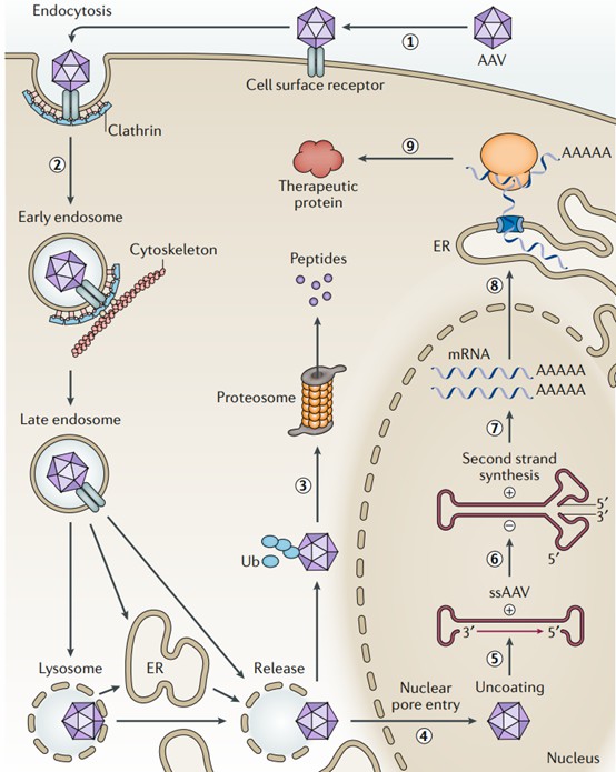 AAV genome integrates into the host genome.