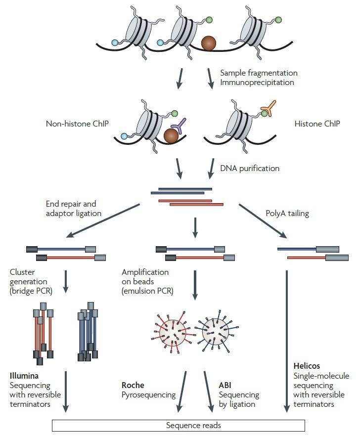 Figure 1. Summary of a ChIP-seq experiment (Park, 2009).