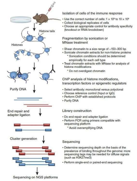 Figure 2. Design of a ChIP-seq experiment (Kidder et al., 2011).