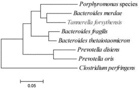 Figure 1. Presentation of Novel Species through Phylogenetic Trees. (Reller et al., Detection and identification of microorganisms by gene amplification and sequencing, 2007)