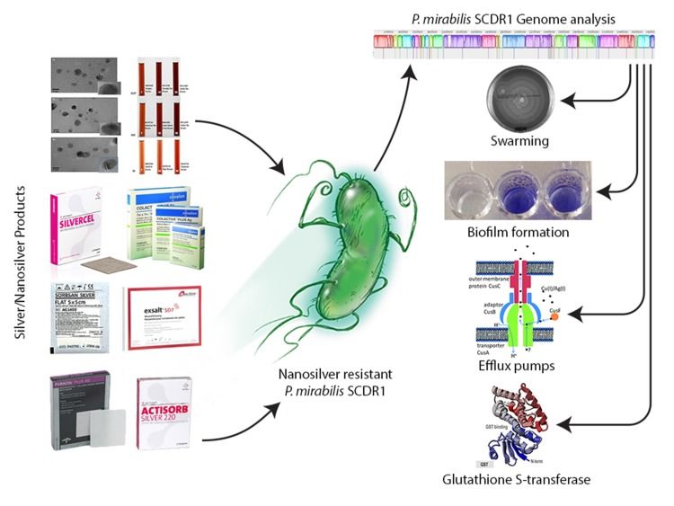Figure 5. Resistome Profiling of the First Nanosilver-Resistant Bacterium using Bioinformatics Tools for Antimicrobial Resistance Detection and Management. (Saeb et al., Current Bioinformatics resources in combating infectious diseases, 2018)