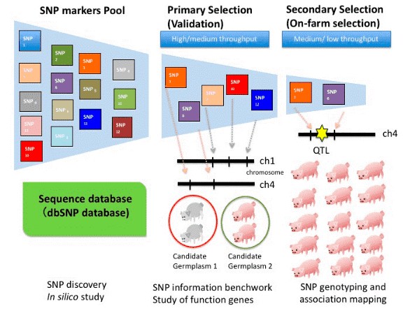 Figure 2. Methodology for identifying SNP markers associated with economically advantageous traits for selective breeding purposes (Huang C W, et al., Efficient SNP Discovery by Combining Microarray and Lab-on-a-Chip Data for Animal Breeding and Selection, 2015).