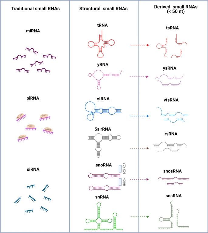 Figure 1. Small RNA Structure and Classification. (Xiong et al., Small RNA modifications: regulatory molecules and potential applications, 2023)