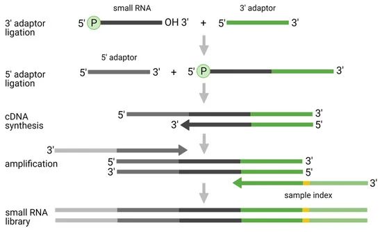 Figure 2. Initial Dual-Adapter Ligation Method for Small RNA Sequencing Analysis. (Benesova et al., Small RNA-sequencing: approaches and considerations for miRNA analysis, 2021)