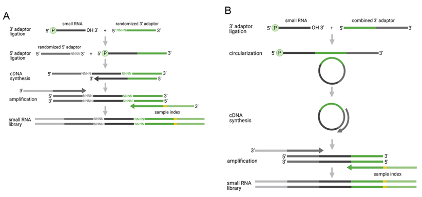 Figure 3. Enhanced Two-Adaptor Ligation-Based Methods for Small RNA-Seq Analysis. (Benesova et al., Small RNA-sequencing: approaches and considerations for miRNA analysis, 2021)
