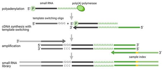 Figure 4. Mechanism of Polyadenylation and Template Switching in Small RNA Sequencing Analysis. (Benesova et al., Small RNA-sequencing: approaches and considerations for miRNA analysis, 2021)