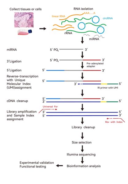 Figure 5. Pathway of Small RNA Sequencing Technology.