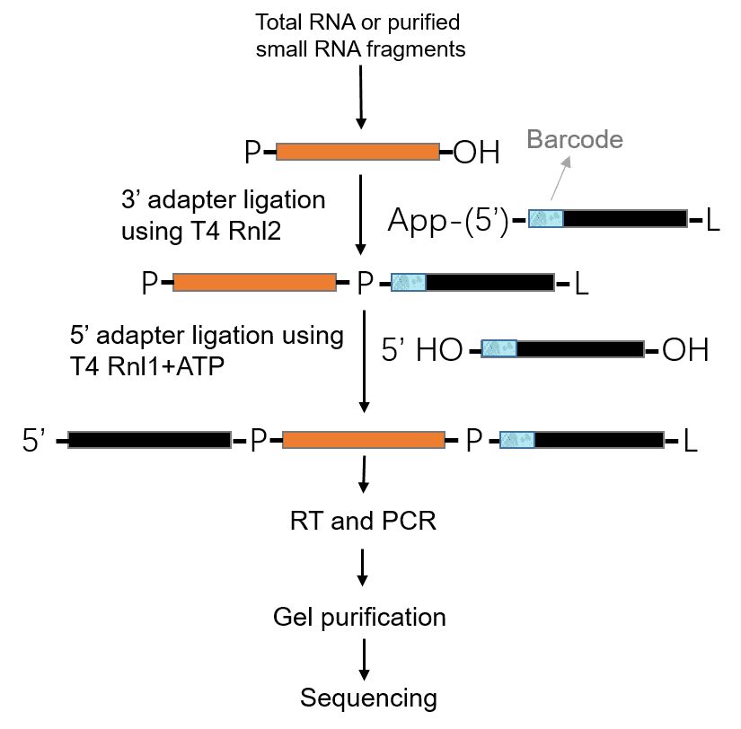 Figure 6. Small RNA Library Construction Principles.