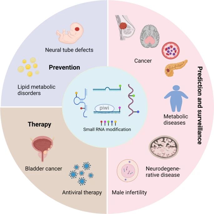 Figure 8. Utilizations of Small RNA Modifications. (Xiong et al., Small RNA modifications: regulatory molecules and potential applications, 2023)