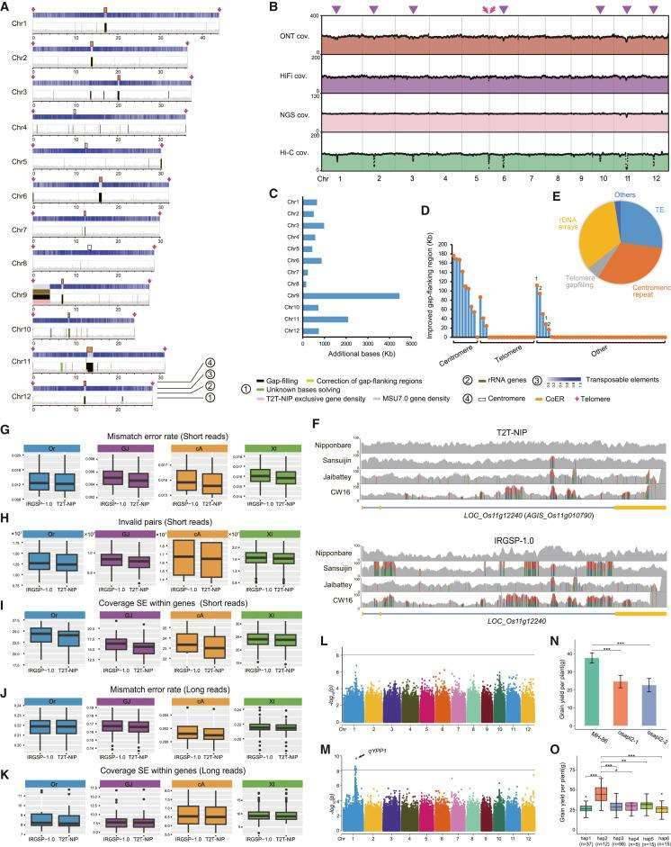 Improvements of the complete rice reference genome T2T-NIP on assembly statistics and potential applications.